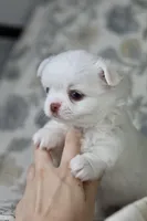 Coconut , a male Chihuahua for sale in Beaumont, TX – Photo 3 of 8