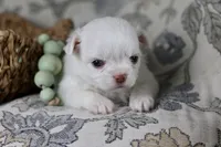 Coconut , a male Chihuahua for sale in Fannett, TX – Photo 4 of 5