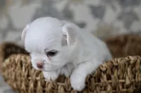 Coconut , a male Chihuahua for sale in Fannett, TX – Photo 3 of 5