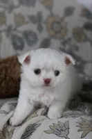 Coconut , a male Chihuahua for sale in Beaumont, TX – Photo 8 of 8