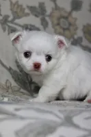 Coconut , a male Chihuahua for sale in Beaumont, TX – Photo 2 of 8