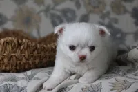 Coconut , a male Chihuahua for sale in Beaumont, TX – Photo 7 of 8