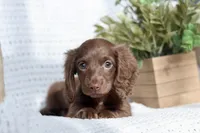 AKC Shasta, a female Miniature Dachshund for sale in Beaumont, TX – 7 of 10