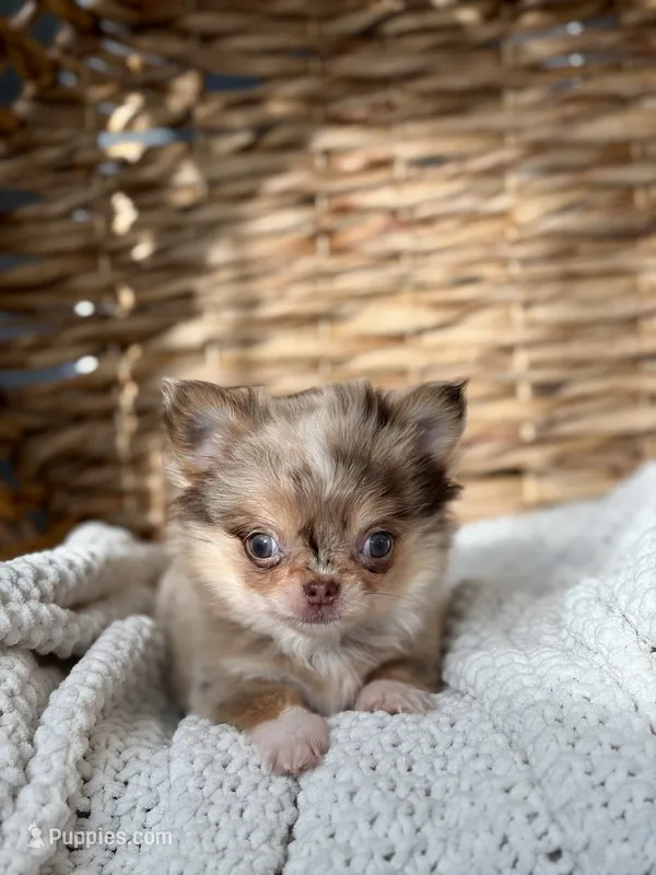 Bliss - Tiny Merle  – Chihuahua puppy for sale in Beaumont, TX