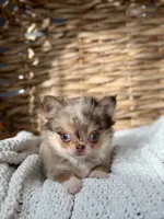 Bliss - Tiny Merle , a female Chihuahua for sale in Beaumont, TX – 10 of 10