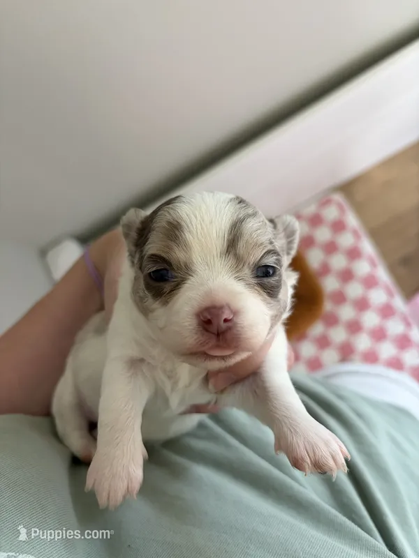 Blossom – Chihuahua puppy for sale in Beaumont, TX