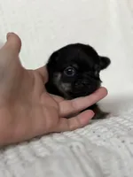 Groot, a male Chihuahua for sale in Beaumont, TX – 2 of 8