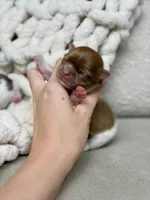 Max, a male Chihuahua for sale in Beaumont, TX – 3 of 3