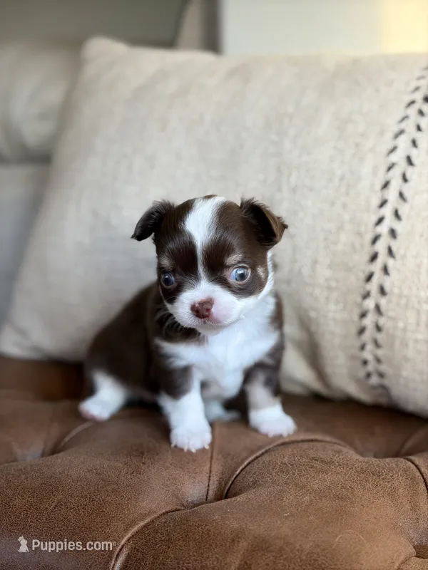 Sox – Chihuahua puppy for sale in Beaumont, TX