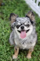 Zara, a female Chihuahua for sale in Fannett, TX – Photo 4 of 10