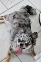 Zara, a female Chihuahua for sale in Fannett, TX – Photo 3 of 10