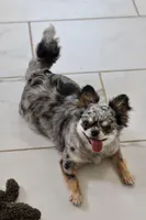 Zara, a female Chihuahua for sale in Fannett, TX – Photo 1 of 10