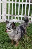 Zara, a female Chihuahua for sale in Fannett, TX – Photo 8 of 10