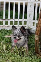 Zara, a female Chihuahua for sale in Fannett, TX – Photo 9 of 10