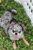 Zara, a female Chihuahua for sale in Fannett, TX – Photo 6 of 10