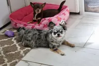 Zara, a female Chihuahua for sale in Fannett, TX – Photo 2 of 10