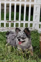 Zara, a female Chihuahua for sale in Fannett, TX – Photo 10 of 10