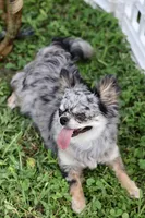 Zara, a female Chihuahua for sale in Fannett, TX – Photo 5 of 10