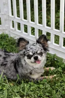 Zara, a female Chihuahua for sale in Fannett, TX – Photo 7 of 10