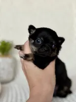Groot, a male Chihuahua for sale in Beaumont, TX – 3 of 8