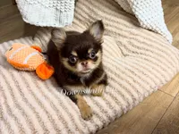 IMPORT Flash , a male Chihuahua for sale in Beaumont, TX – 2 of 3