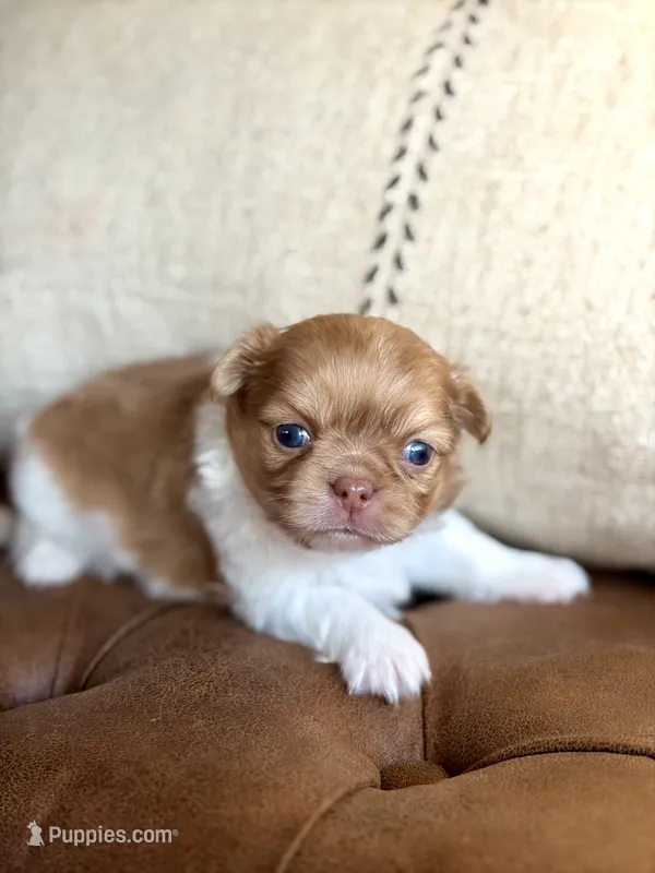 Max – Chihuahua puppy for sale in Beaumont, TX