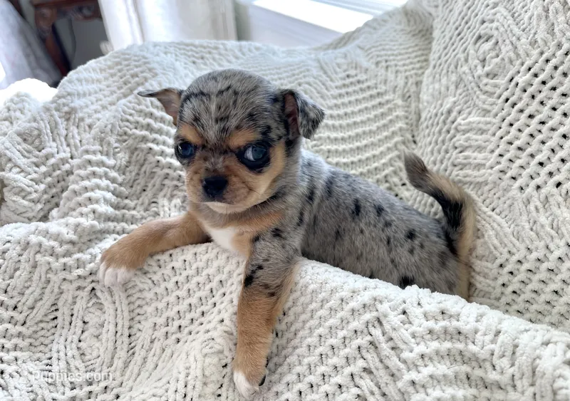 Marley  – Chihuahua puppy for sale in Beaumont, TX