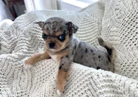 Marley , a female Chihuahua for sale in Beaumont, TX – 1 of 4
