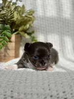 Blue , a male Chihuahua for sale in Beaumont, TX – 2 of 8