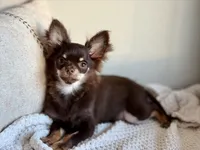 AKC - Rocky , a male Chihuahua for sale in Beaumont, TX – 6 of 8