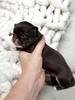 Astro, a male Chihuahua for sale in Beaumont, TX – 2 of 3