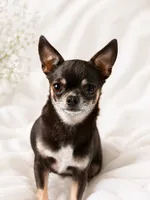 Georgia , a female Chihuahua for sale in Beaumont, TX – 1 of 2