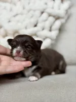 Scout, a male Chihuahua for sale in Beaumont, TX – 4 of 5