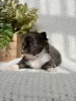 Blue , a male Chihuahua for sale in Beaumont, TX – 7 of 8