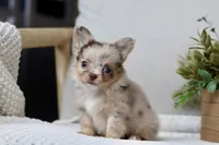 Elvis , a male Chihuahua for sale in Beaumont, TX – 4 of 4