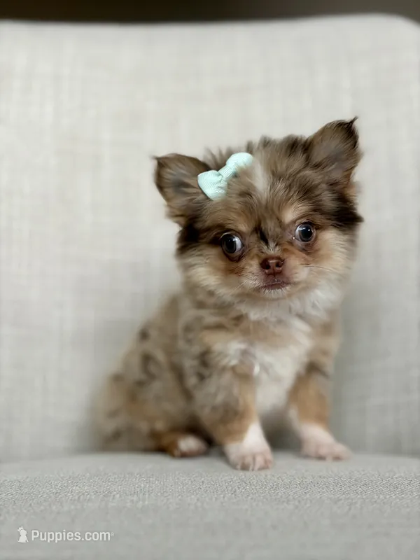 Bliss - Tiny Merle  – Chihuahua puppy for sale in Beaumont, TX