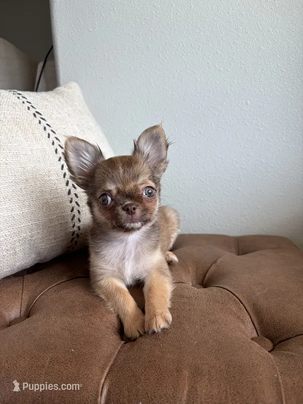Anastasia - Tiny  – Chihuahua puppy for sale in Beaumont, TX