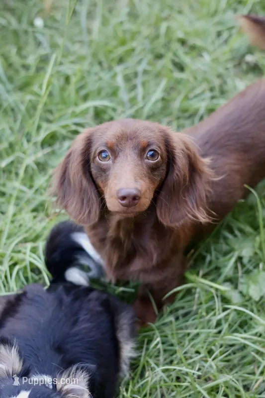 Akc Truffles – Miniature Dachshund puppy for sale in Beaumont, TX