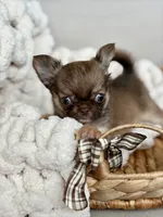 Anastasia - Tiny , a female Chihuahua for sale in Beaumont, TX – 7 of 7