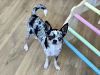 Gwen - Spayed, a female Chihuahua for sale in Beaumont, TX – 2 of 3