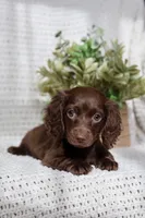 Aria , a female Miniature Dachshund for sale in Beaumont, TX – 10 of 10