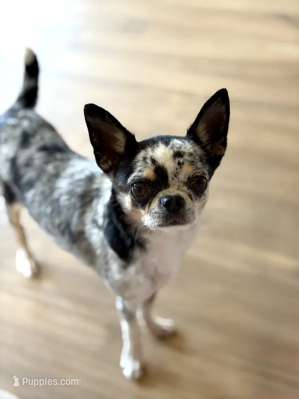 Gwen - Spayed – Chihuahua puppy for sale in Beaumont, TX