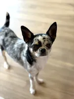 Gwen - Spayed, a female Chihuahua for sale in Beaumont, TX – 1 of 3