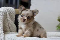 Elvis , a male Chihuahua for sale in Beaumont, TX – 3 of 4