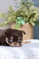 AKC Brody, a male Chihuahua for sale in Beaumont, TX – 6 of 10