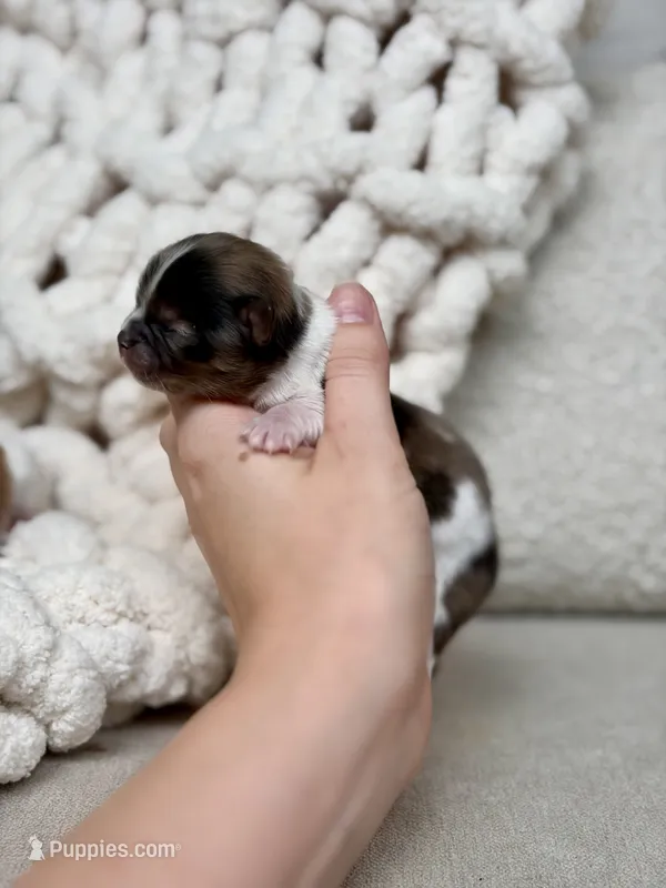 Milo – Chihuahua puppy for sale in Beaumont, TX