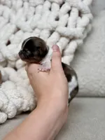 Milo, a male Chihuahua for sale in Beaumont, TX – 1 of 4