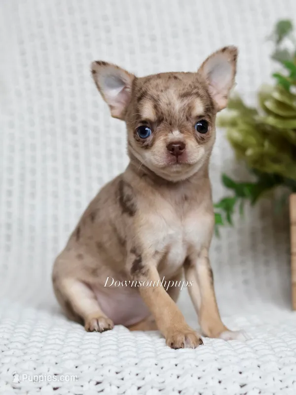 Blossom – Chihuahua puppy for sale in Beaumont, TX
