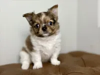 Milo, a male Chihuahua for sale in Beaumont, TX – 5 of 8