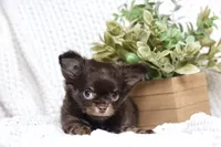 Maverick, a male Chihuahua for sale in Beaumont, TX – 4 of 6